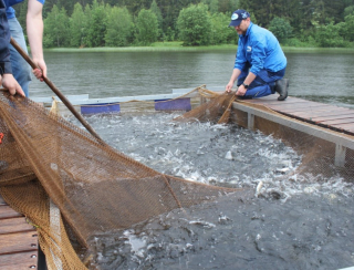 Тюменский филиал ВНИРО зарыбил Козинское водохранилище в Свердловской области